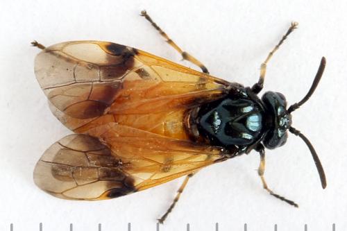 Arge cyanocrocea