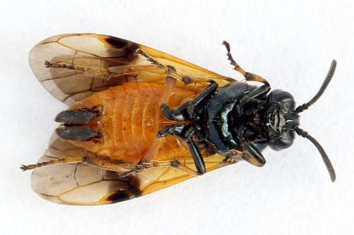 Arge cyanocrocea