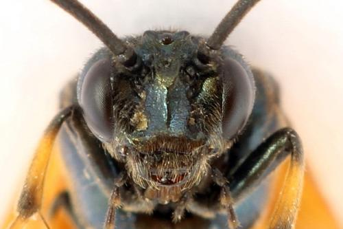 Arge cyanocrocea