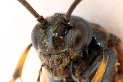 Arge cyanocrocea