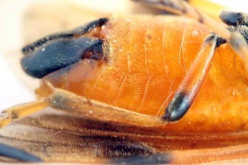 Arge cyanocrocea