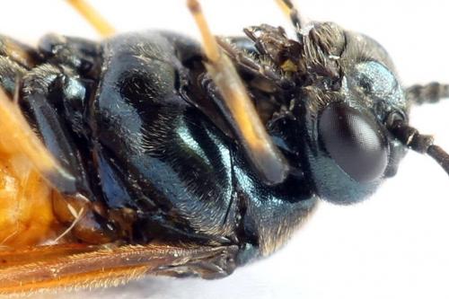 Arge cyanocrocea