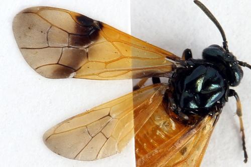 Arge cyanocrocea