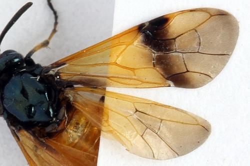 Arge cyanocrocea