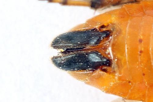 Arge cyanocrocea