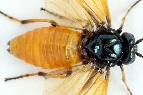 Arge cyanocrocea
