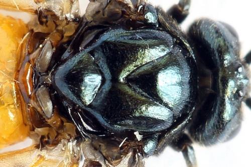 Arge cyanocrocea