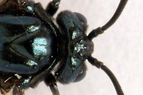 Réf. 272 167 : Arge cyanocrocea