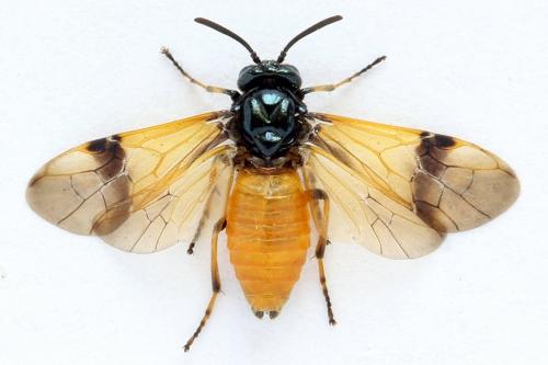 Arge cyanocrocea