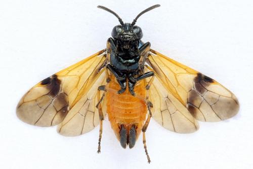 Arge cyanocrocea