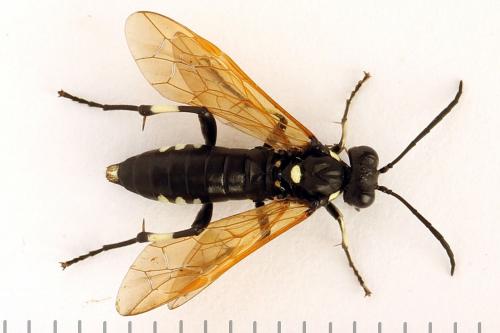 Réf. 272 717 : Macrophya duodecimpunctata