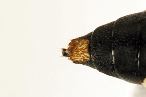 Réf. 272 718 : Macrophya duodecimpunctata
