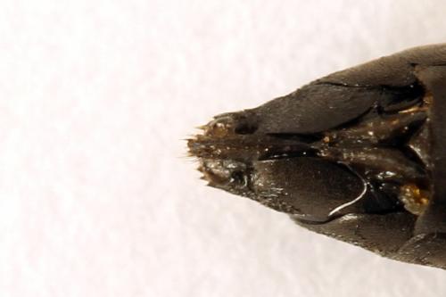 Réf. 272 719 : Macrophya duodecimpunctata