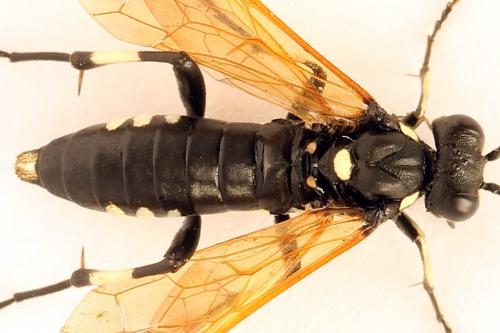 Réf. 272 720 : Macrophya duodecimpunctata