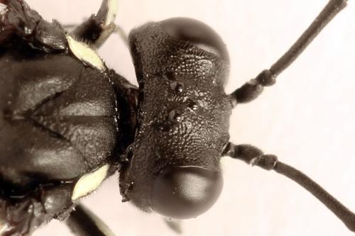 Réf. 272 722 : Macrophya duodecimpunctata