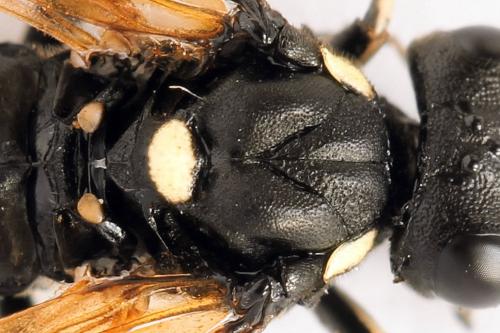 Réf. 272 721 : Macrophya duodecimpunctata