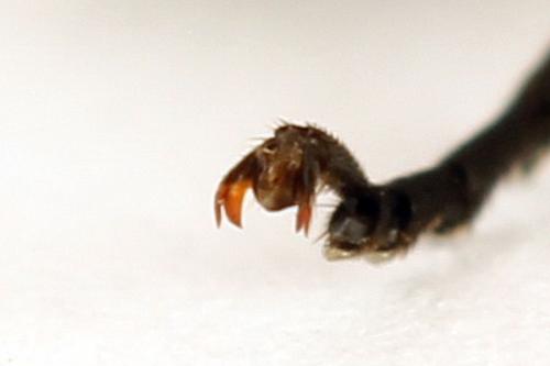 Réf. 272 723 : Macrophya duodecimpunctata