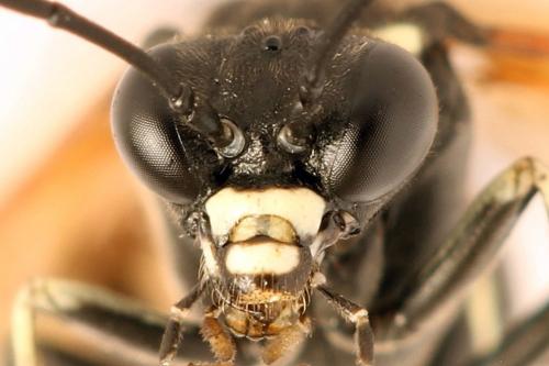 Réf. 272 724 : Macrophya duodecimpunctata
