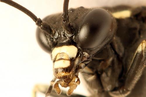 Réf. 272 725 : Macrophya duodecimpunctata