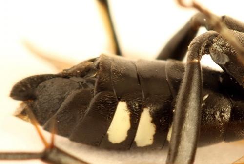 Réf. 272 726 : Macrophya duodecimpunctata