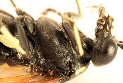 Réf. 272 727 : Macrophya duodecimpunctata