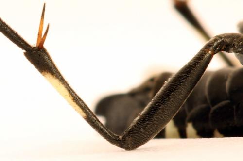 Réf. 272 728 : Macrophya duodecimpunctata