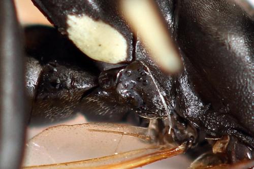Réf. 272 729 : Macrophya duodecimpunctata
