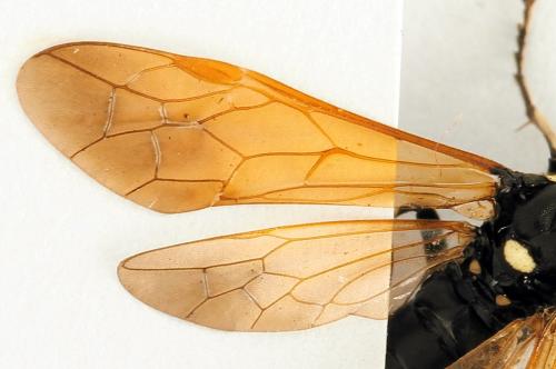 Réf. 272 730 : Macrophya duodecimpunctata