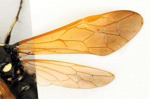 Réf. 272 731 : Macrophya duodecimpunctata
