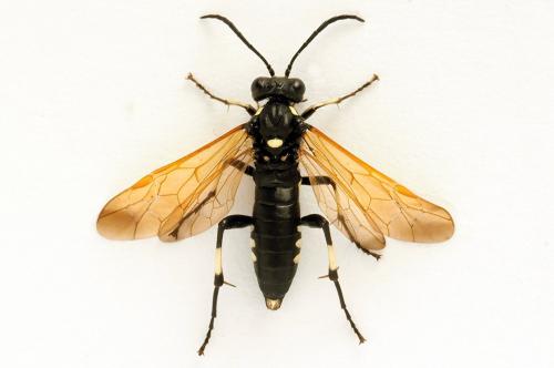 Réf. 272 732 : Macrophya duodecimpunctata
