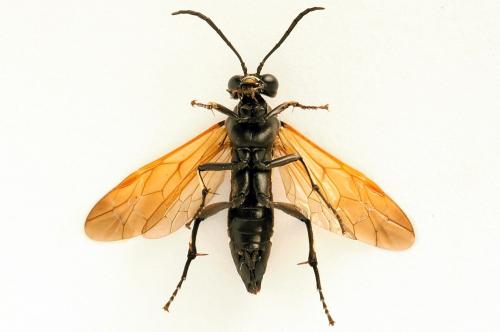Réf. 272 733 : Macrophya duodecimpunctata