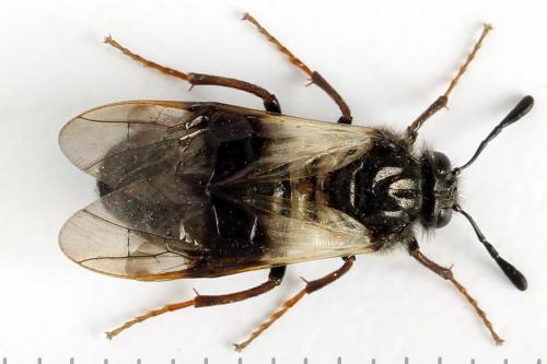 Abia fasciata