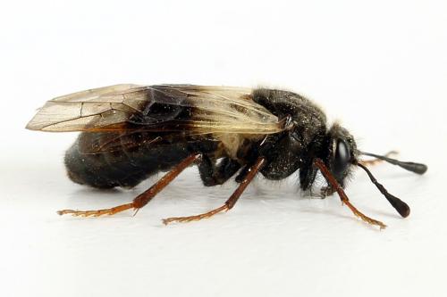 Abia fasciata