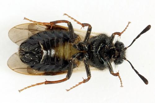 Abia fasciata