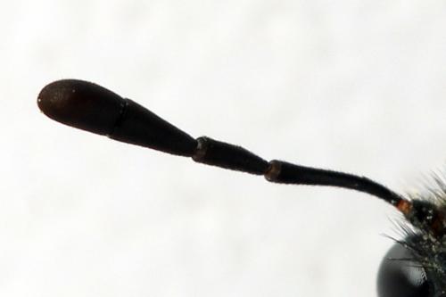 Abia fasciata