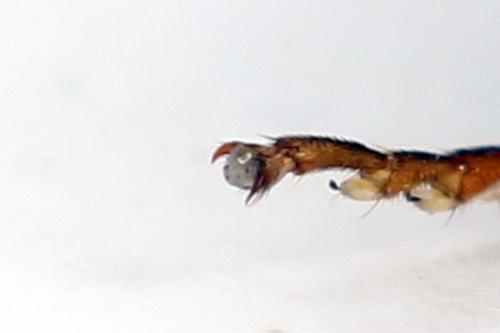 Abia fasciata