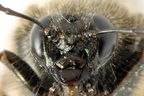 Abia fasciata