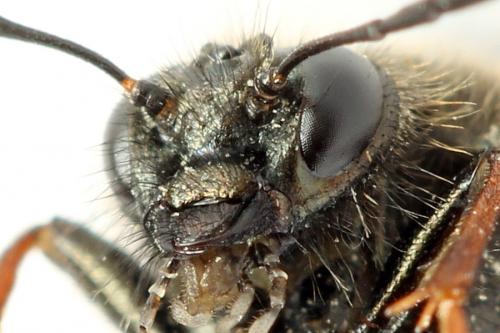 Abia fasciata