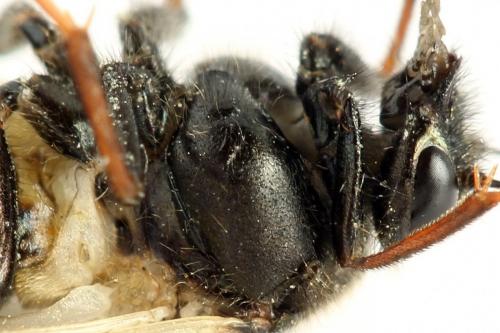 Abia fasciata