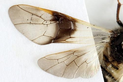 Abia fasciata
