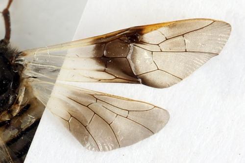 Abia fasciata