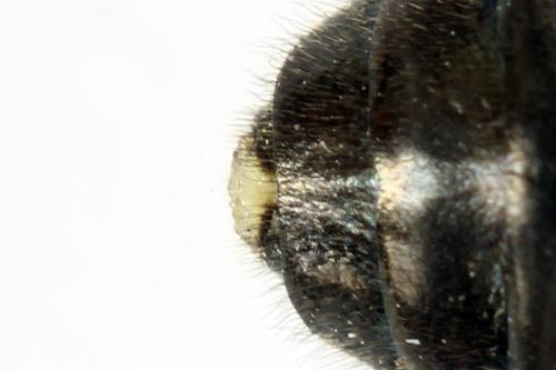 Abia fasciata