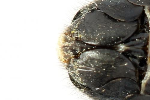 Abia fasciata