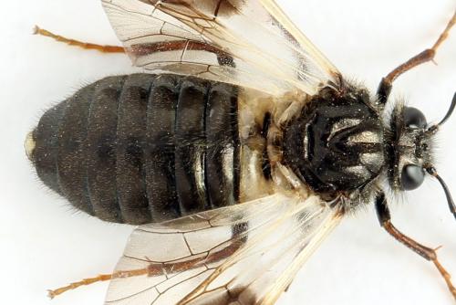 Abia fasciata