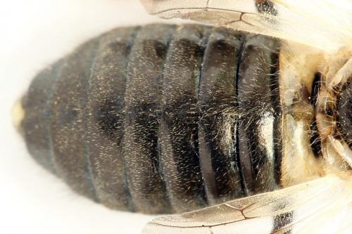 Abia fasciata