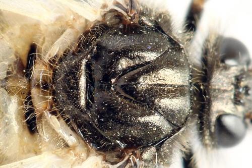 Abia fasciata