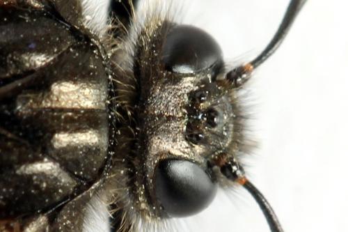 Abia fasciata
