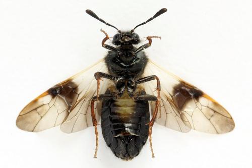 Abia fasciata