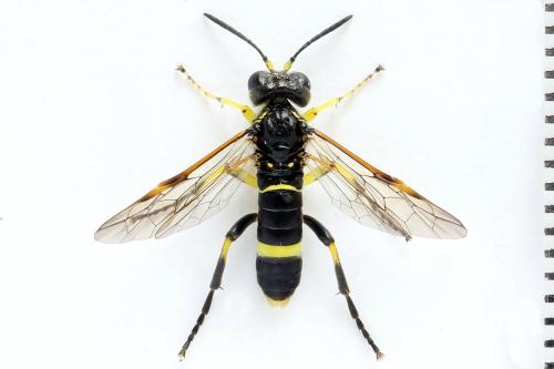 Réf. 272 318 : Zonuledo amoena