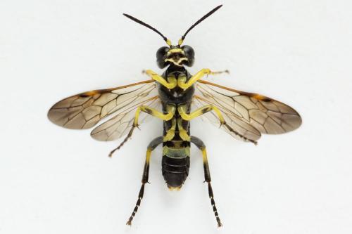Zonuledo amoena